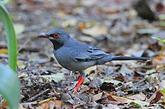 Red-legged Thrush